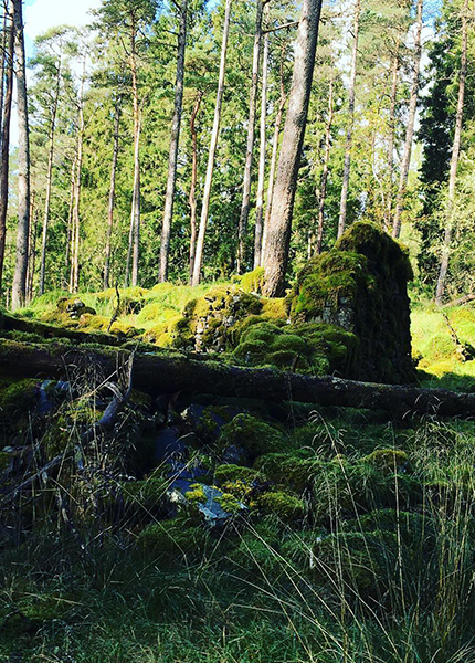 Old Caledonian Pinewood