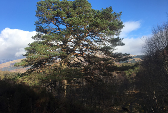 Calendonian Pine Forest in Glenorchy