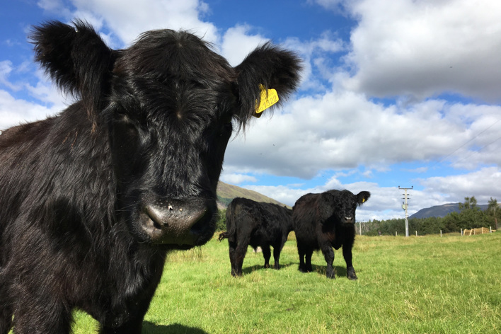 Black Galloways at Glenorchy Farm