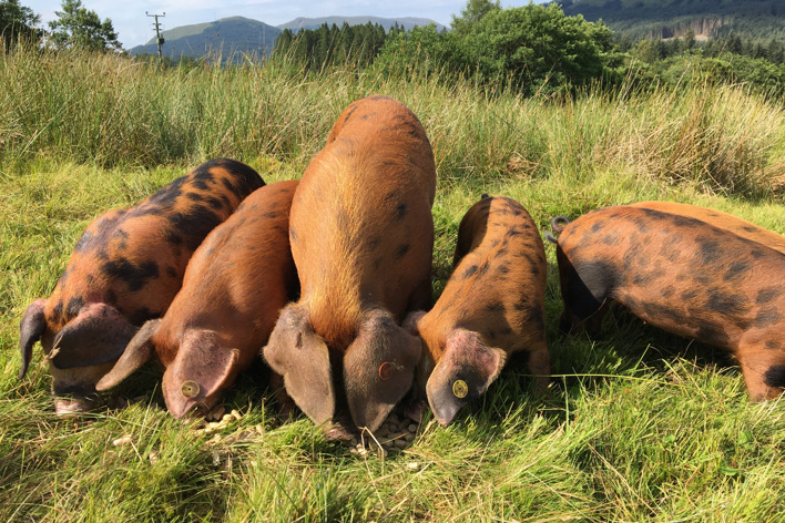 Oxford Sandy and Black Pigs at Glenorchy Farm