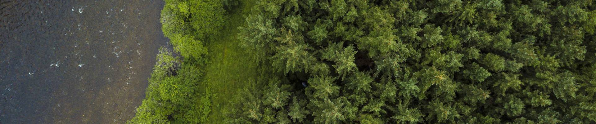 Woodland from the air