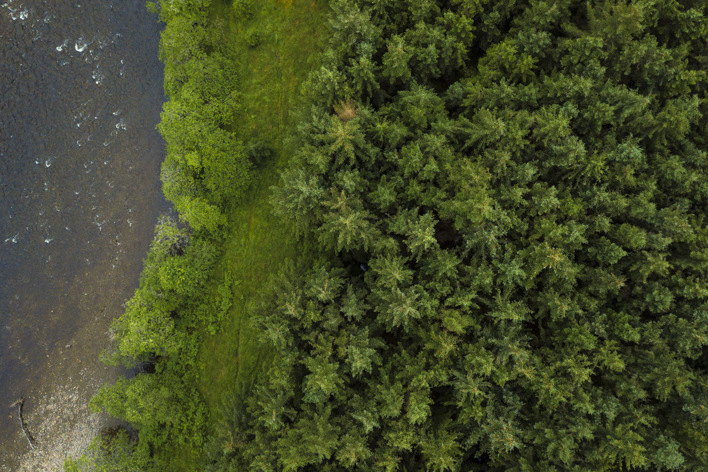 Woodland from the air
