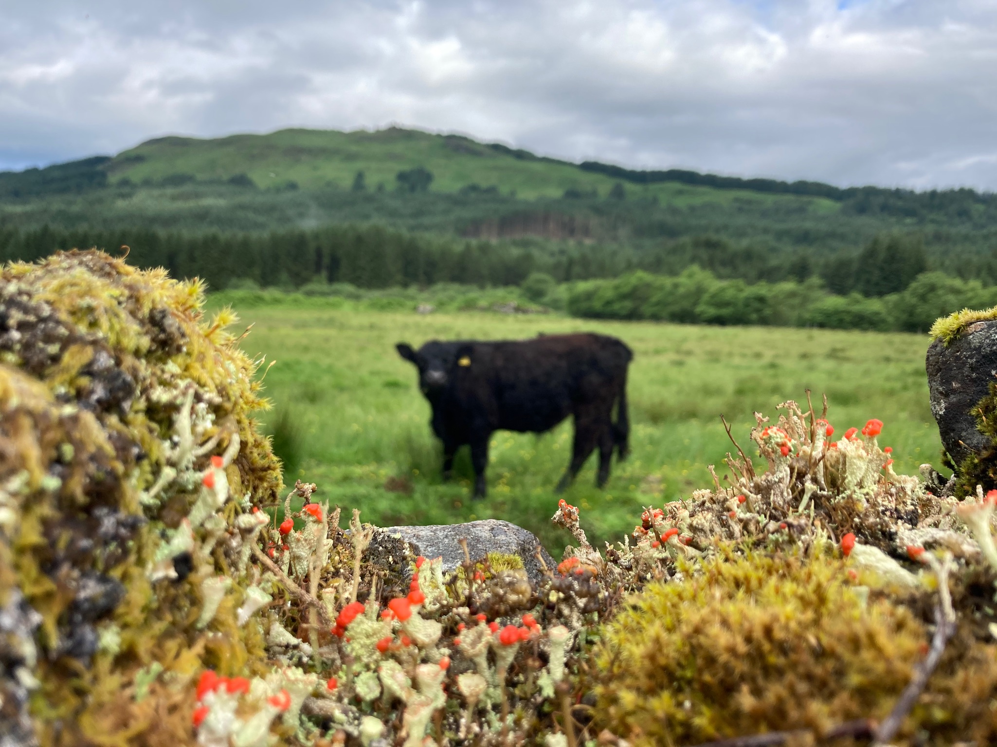 Native Black Galloway Cattle