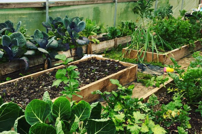 Vegetables in Glenorchy Farm Polutunnel