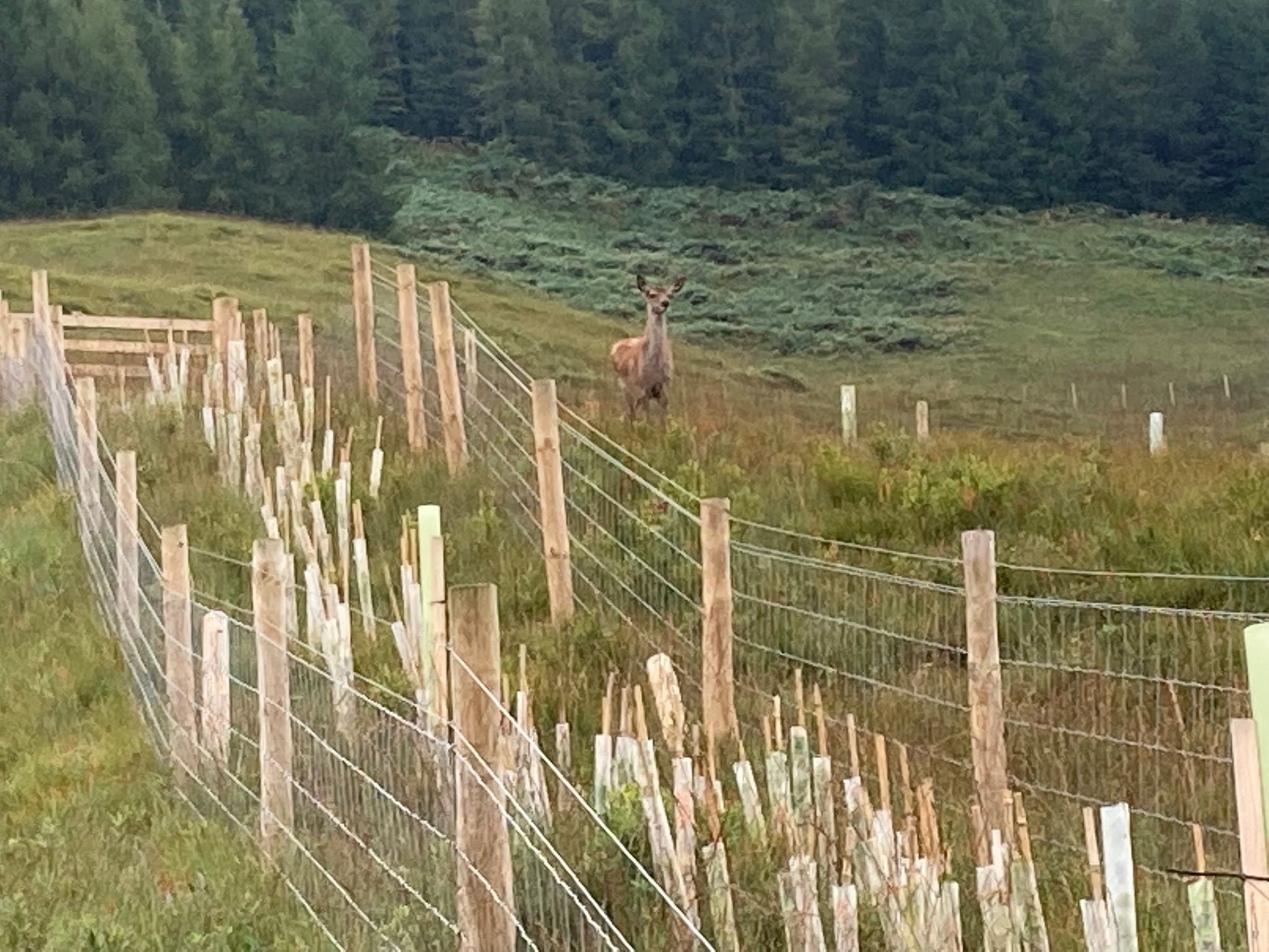 Native hedge at Glenorchy Farm