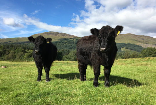 Native Black Galloway Cattle at Glenorchy Farm (1)