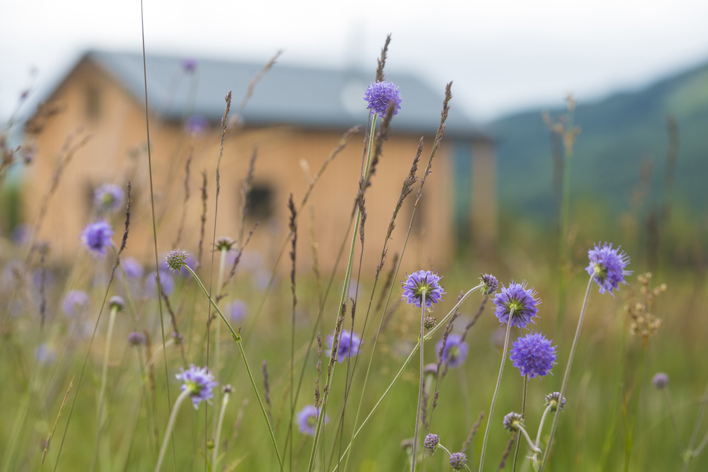 Devils Bit Scabious with Glenorchy Farm Cabin in the background
