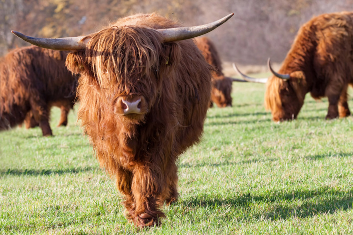 Highland Cow 5794534
