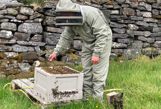 Native Black Bees at Glenorchy Farm