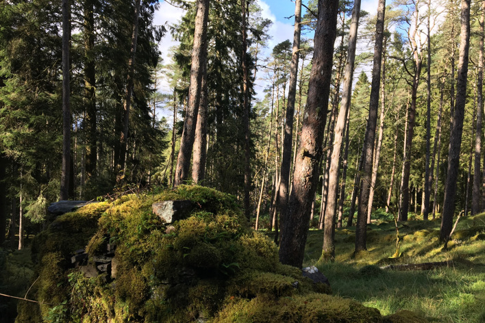 Old Caledonian Pinewood