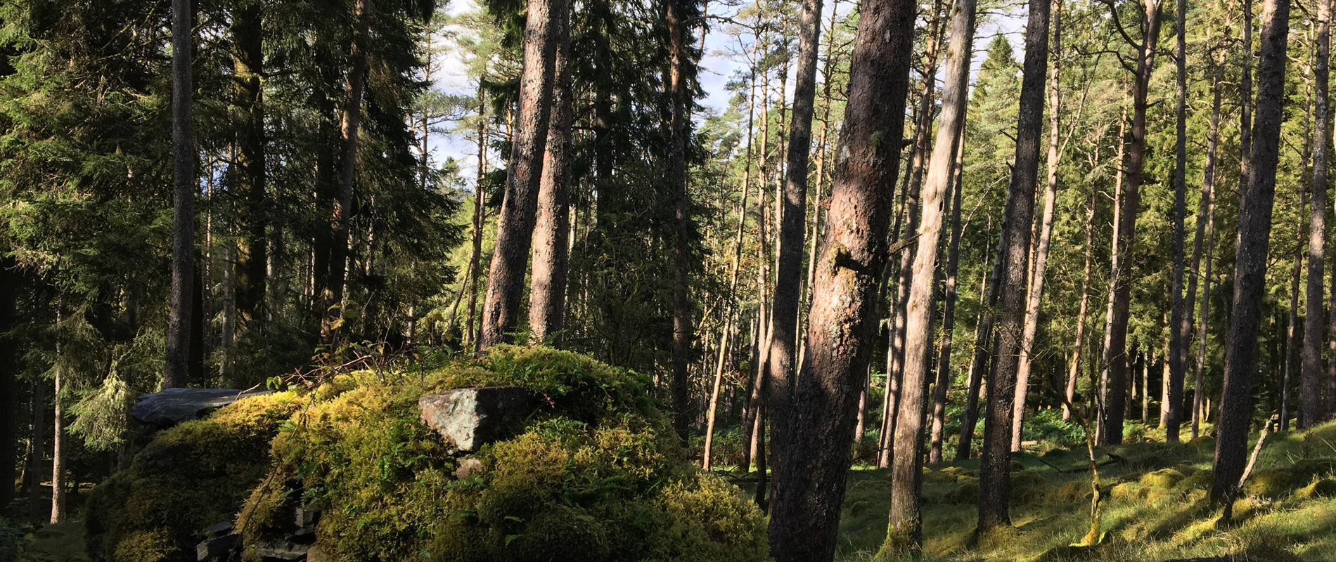 Old Caledonian Pinewood