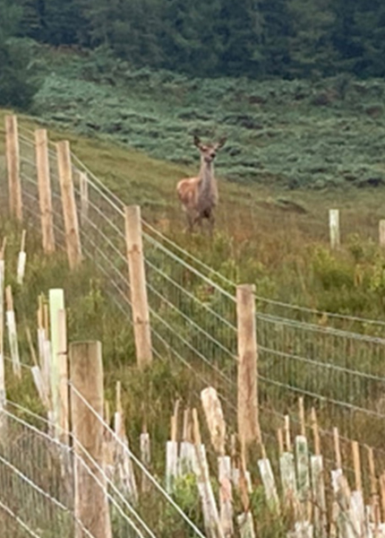 Native hedge at Glenorchy Farm