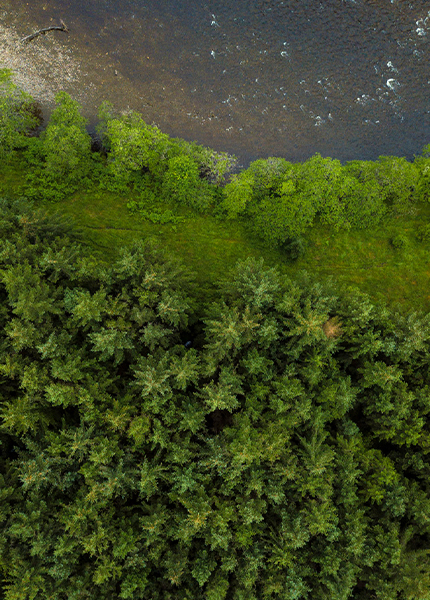 Woodland from the air