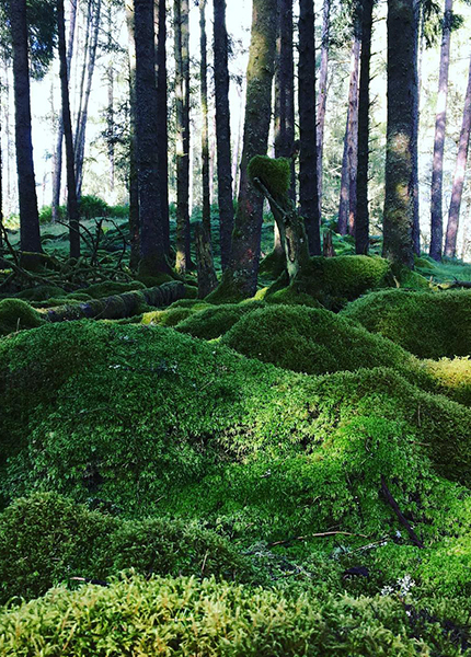 Old Caledonian Woodland in Glen Orchy